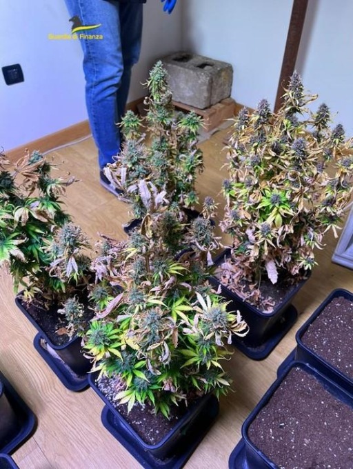 Nasconde in casa una coltivazione di cannabis con 14 piante, denunciato un 43enne