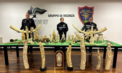Zanne di elefante, corno di rinoceronte e una katana: cittadino di Vicenza nasconde in casa 80 manufatti in avorio