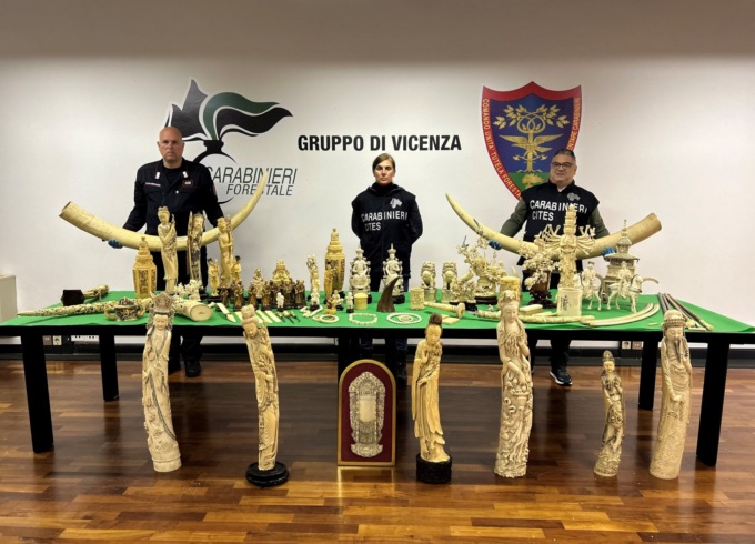 Zanne di elefante, corno di rinoceronte e una katana: cittadino di Vicenza nasconde in casa 80 manufatti in avorio