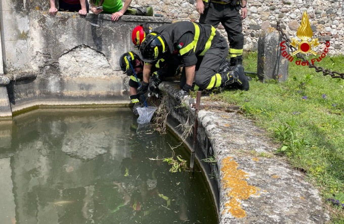 Riccio resta incagliato in una griglia di scolo, salvato dai vigili del fuoco
