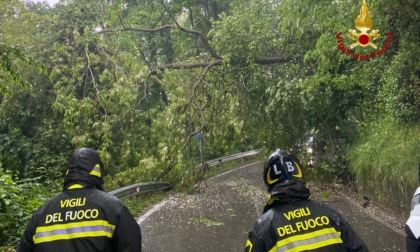 Maltempo a Santorso, cadono due alberi lungo la strada per Sant'Ulderico
