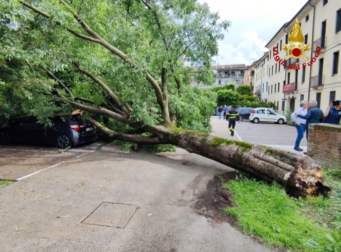 Albero di 15 metri si spezza e cade per strada, schiacciate tre auto