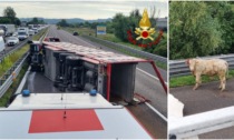 Camion di bovini si rovescia sull'A4: due feriti e animali dispersi per l'autostrada
