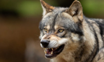 Un'altra manza sbranata dai lupi sull'Altopiano di Asiago, Confagricoltura: "Il nostro allarme non ascoltato"