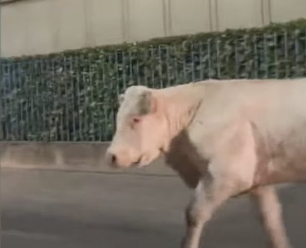 Toro in fuga sull’A4 a Vicenza salvato e portato in una stalla autorizzata