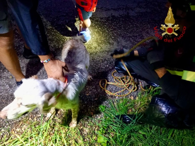Il cane Red scomparso da domenica, i pompieri lo ritrovano in un torrente e lo salvano