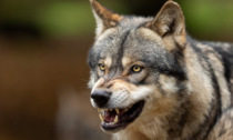 Da inizio 2024 già 60 predazioni di lupi nel Vicentino, 40 Comuni in Prefettura per risolvere il problema