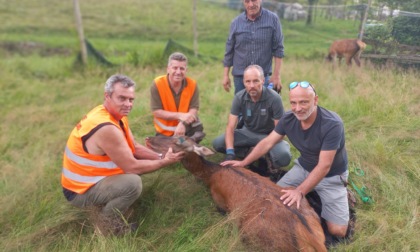 Cerva in pericolo in centro a Thiene, per ringraziare chi l'ha salvata... si concede a selfie e carezze