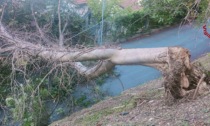 Albero si sradica e cade sui cavi elettrici a Vicenza