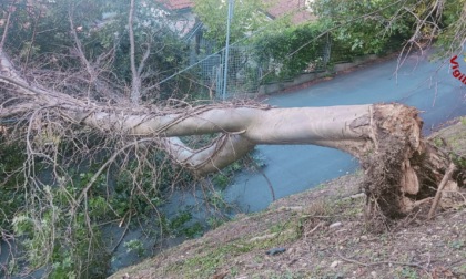 Albero si sradica e cade sui cavi elettrici a Vicenza