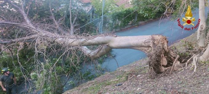 Albero si sradica e cade sui cavi elettrici a Vicenza