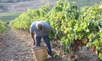 Lavoro nero durante la vendemmia sui Colli Berici, maxi-sanzioni per due aziende agricole