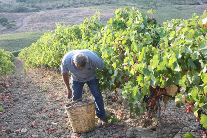 Lavoro nero durante la vendemmia sui Colli Berici, maxi-sanzioni per due aziende agricole