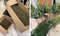 Blitz antidroga a Monte di Malo: scoperta piantagione di marijuana in una cascina, arrestato un 28enne