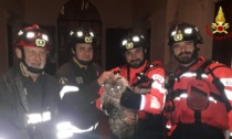 Gatto salta da casa e resta bloccato sul cordolo del fiume Retrone, salvato dai vigili del fuoco