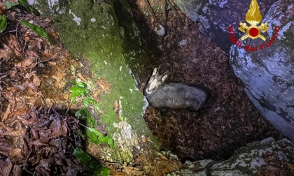 Camoscio cade in un trincea della Grande guerra a Monte Campolongo Valbrenta