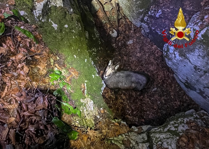 Camoscio cade in un trincea della Grande guerra a Monte Campolongo Valbrenta