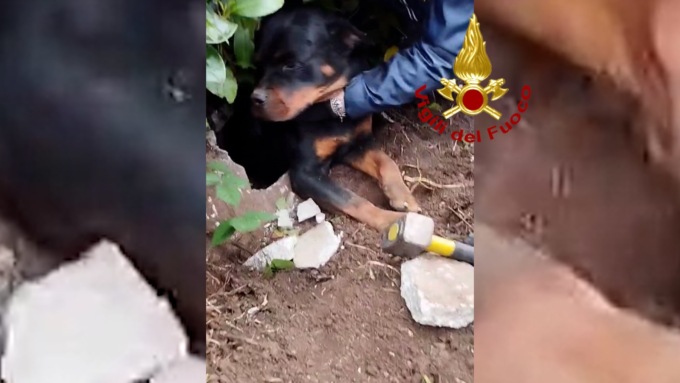Cane intrappolato in un tubo cemento: le immagini del salvataggio