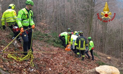 Sfortunata operazione di disboscamento: boscaiolo ferito dall'abete appena tagliato