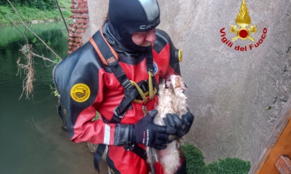 Gatta Camy salta nel Bacchiglione dal ponte di viale D'Alviano, salvata dai vigili del fuoco