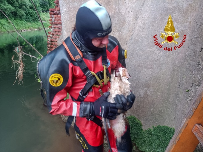 Gatta Camy salta nel Bacchiglione dal ponte di viale D’Alviano, salvata dai vigili del fuoco