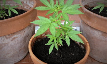 Polizia interviene per sedare una lite in casa, scoperte all'interno 20 piantine di cannabis
