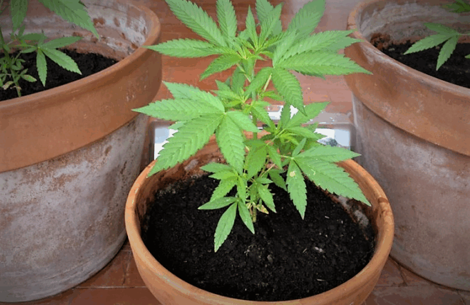 Polizia interviene per sedare una lite in casa, scoperte all’interno 20 piantine di cannabis