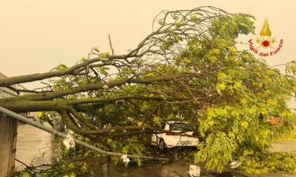 La caduta di un albero causa il forte vento, colpisce una vettura in transito