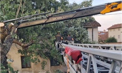 Pianta si spezza e cade su una casa a Sandrigo