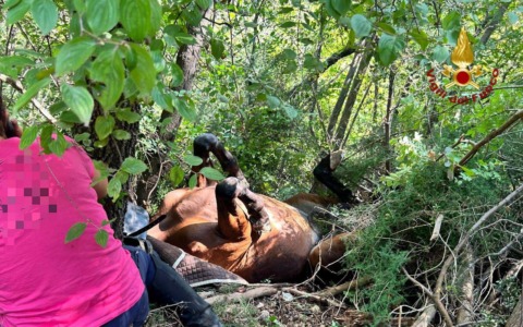Cavalla cade in un dirupo, recuperata dai Vigili del fuoco con l’elicottero