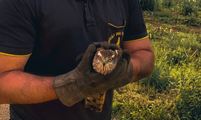 Con un’ala ferita e denutrita, femmina di sparviero salvata dai Vigili del fuoco