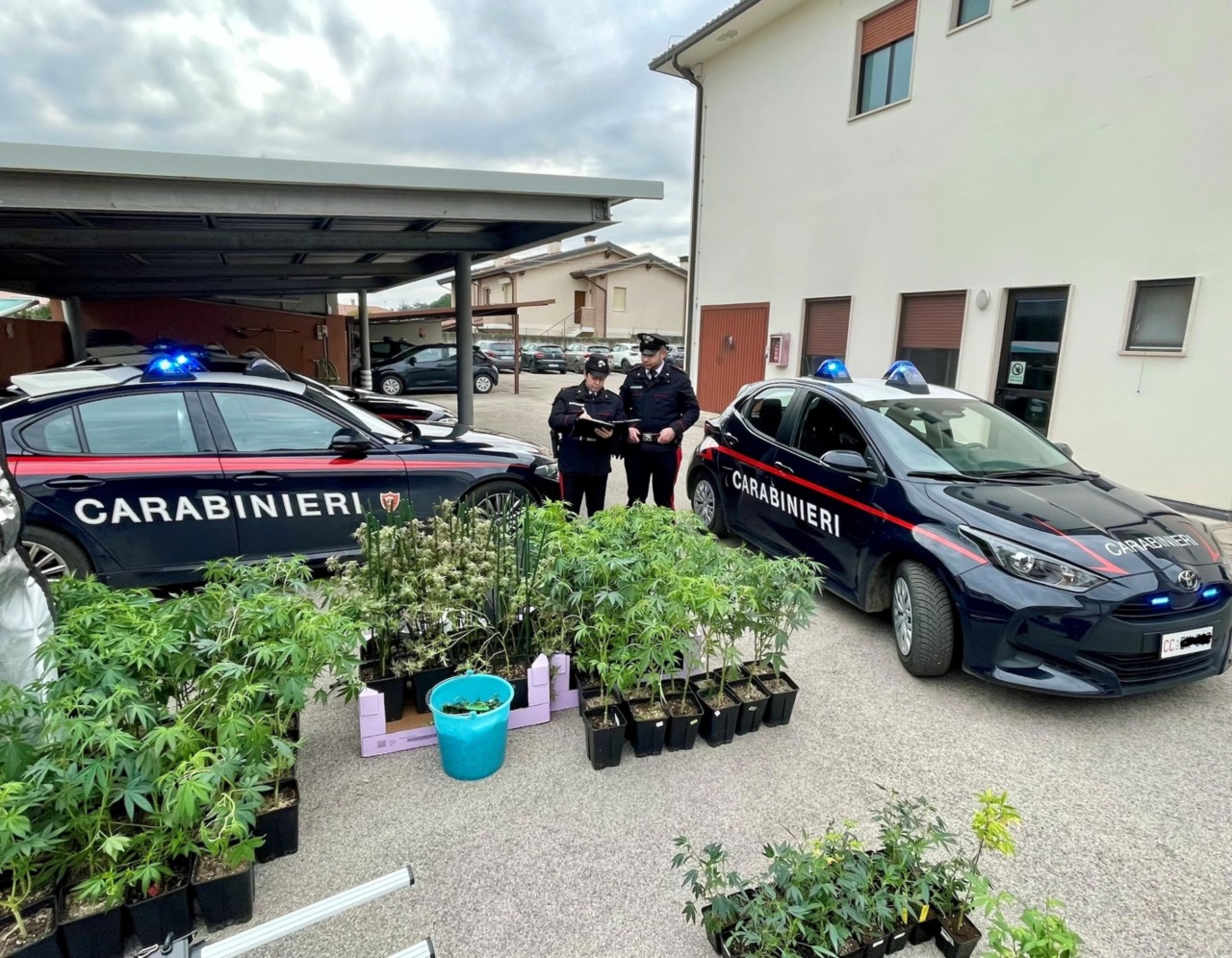 In casa trovate 159 piante di cannabis: ai domiciliari un 33enne di Quinto Vicentino