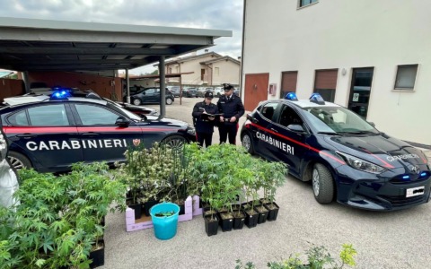 In casa trovate 159 piante di cannabis: ai domiciliari un 33enne di Quinto Vicentino