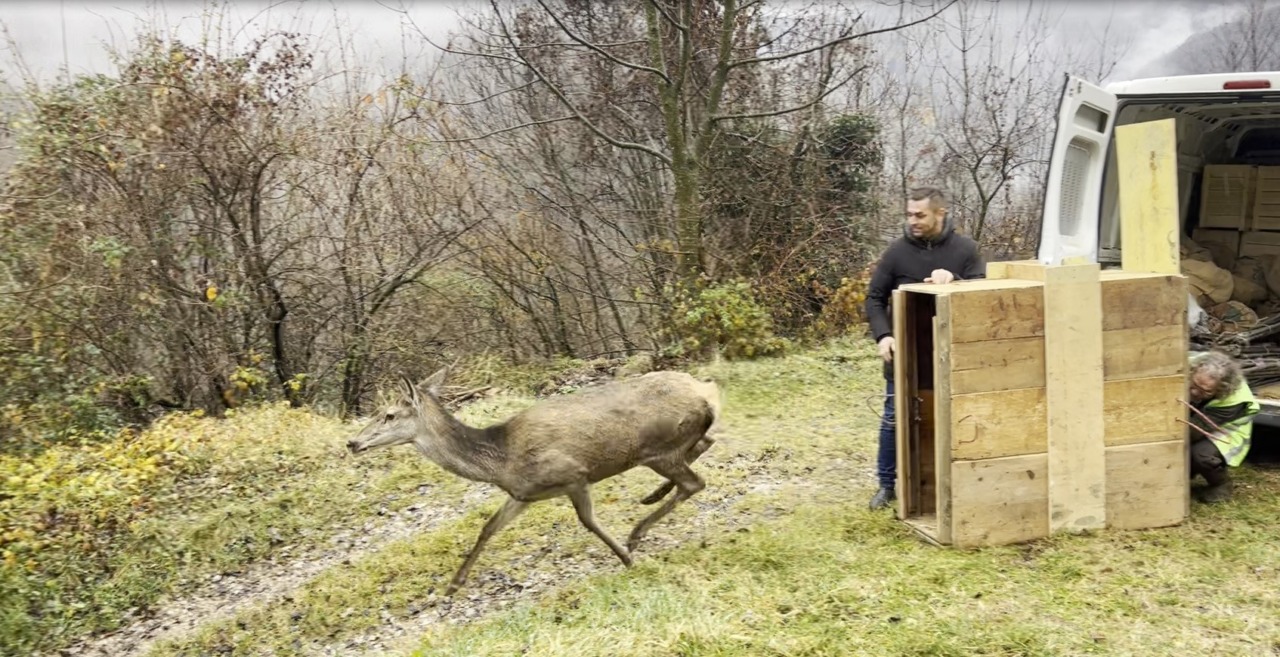Dopo un mese di cure, è tornata in natura la cerva ferita a Recoaro Terme