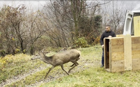 Dopo un mese di cure, è tornata in natura la cerva ferita a Recoaro Terme