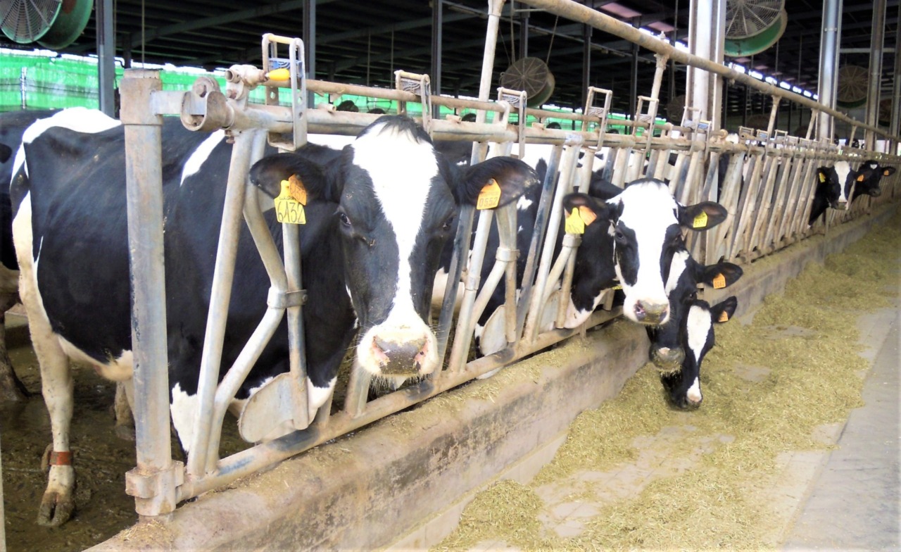 Crollo del prezzo del latte: si abbassa da 69 a 53 euro all’ettolitro, è allarme tra gli allevatori vicentini