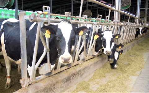 Crollo del prezzo del latte: si abbassa da 69 a 53 euro all’ettolitro, è allarme tra gli allevatori vicentini