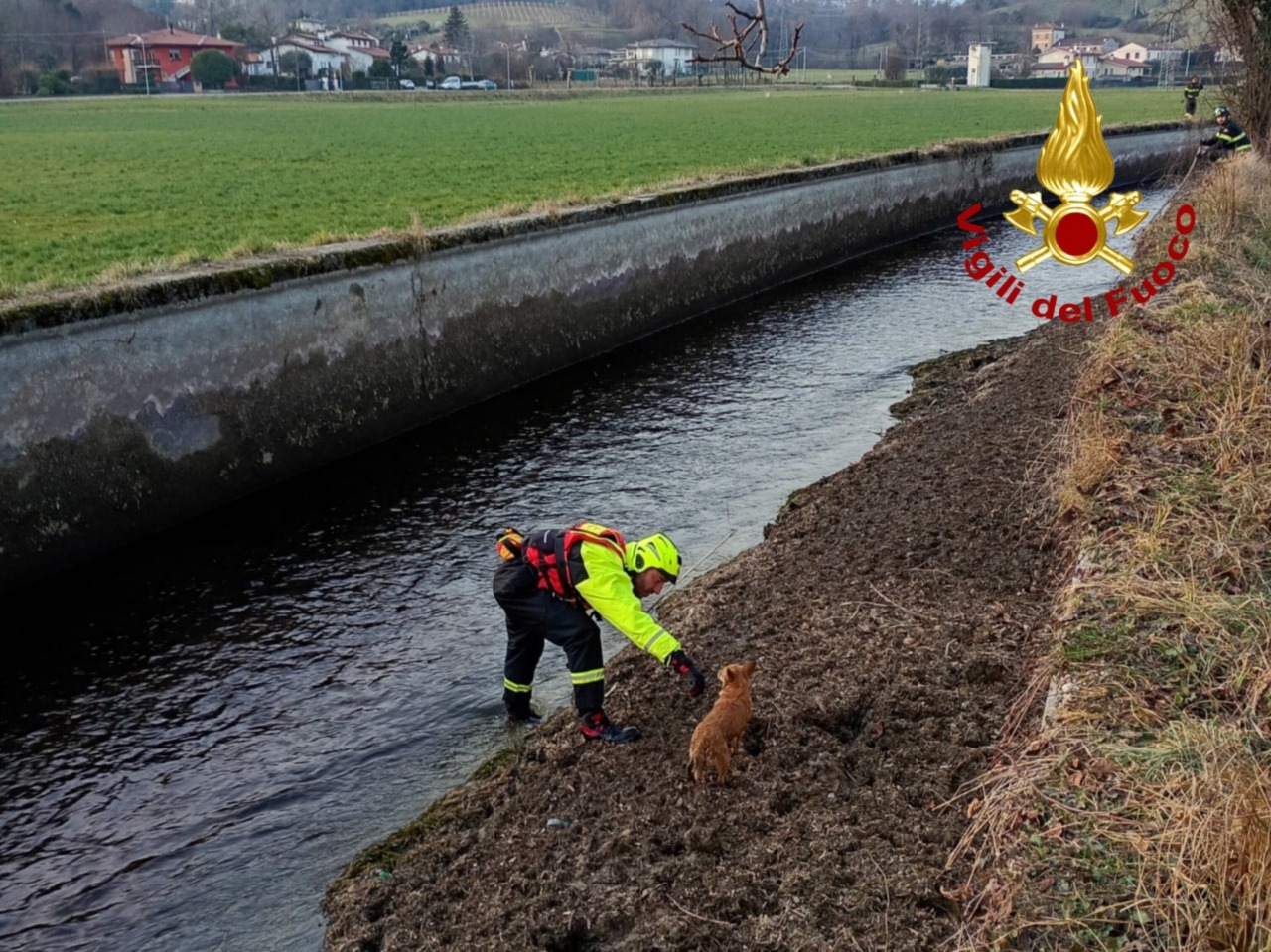Recupero cani da parte dei Vigili del fuoco