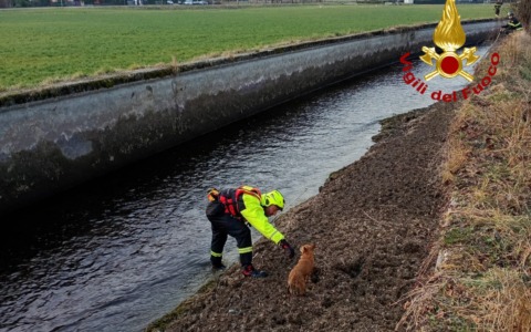 Recupero cani da parte dei Vigili del fuoco