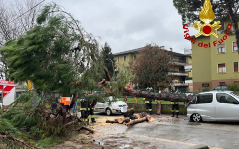 Torri di Quartesolo, pino marittimo crolla in via Casoni: danneggiata un’auto in sosta