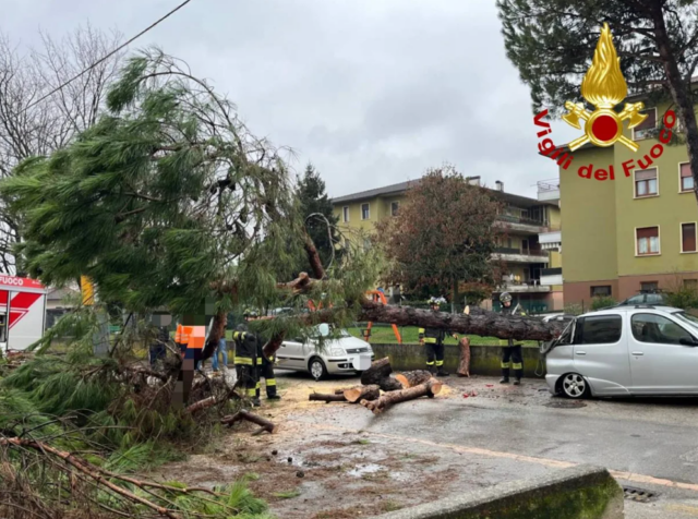Torri di Quartesolo, pino marittimo crolla in via Casoni: danneggiata un’auto in sosta