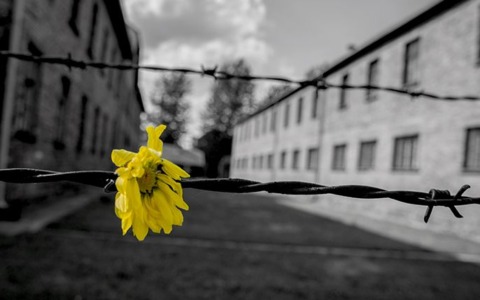 Giornata della Memoria, Stefani: “Non dimenticare il dramma della Shoà”