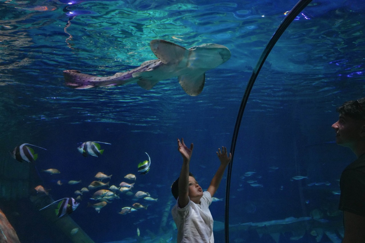 Oggi la Giornata Mondiale degli Oceani: mobilitazione globale della rete SEA LIFE e Report 2025